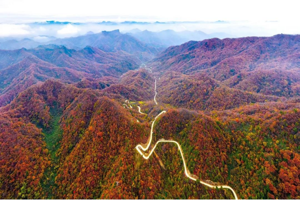 知名红叶片区迎来了最佳观赏期,片片红叶灿烂,预示着留坝旅游持续加温