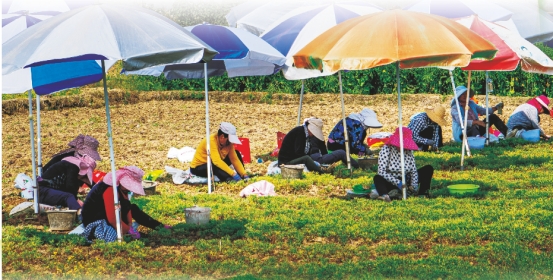 撬动16亿产值！全国最大元胡生产基地→_汉中市经济合作局